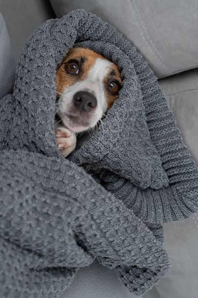 杰克罗素梗狗狗裹在毯子里。竖版照片。图片下载