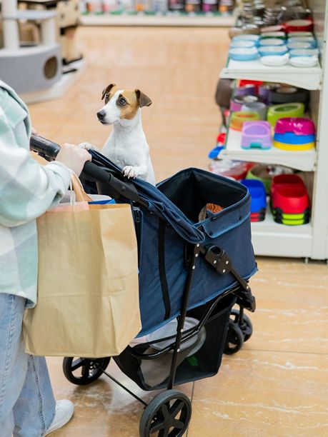 一位女士推着她的杰克拉塞尔梗狗在宠物店购物。竖版照片。图片下载
