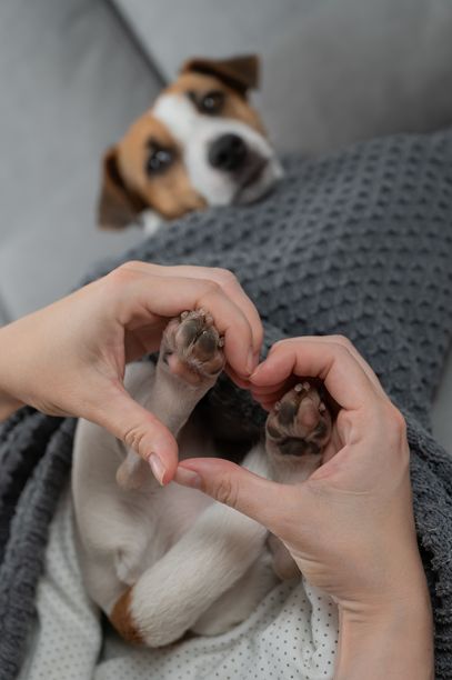 杰克罗素梗躺在毯子里，主人双手做成心形放在狗的爪子上。竖版照片。图片下载