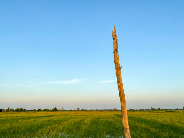 蓝天背景下的干枯树木与农业概念的图片。图片下载