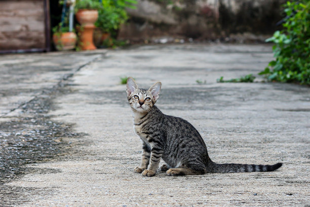 小猫坐在地板上，捕捉动物瞬间的概念照片。图片下载