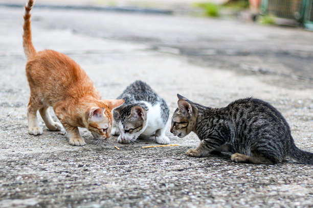 小猫在水泥地上玩耍的照片，捕捉可爱动物的瞬间概念照片。图片下载