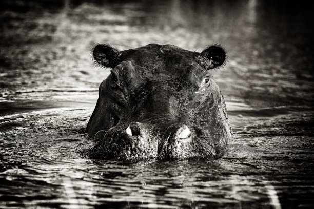 黑白艺术非洲图片。河马头在水中，博茨瓦纳的克怀河。野生自然。非洲河马，学名：Hippopotamus amphibius capensis，傍晚阳光下的动物在自然水域中。图片下载