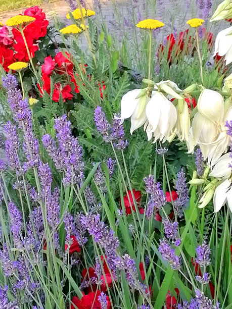 花园花卉库存照片。花坛库存照片。夏季花卉特写库存照片。夏季花园库存照片。色彩缤纷的花园特写库存照片。图片下载