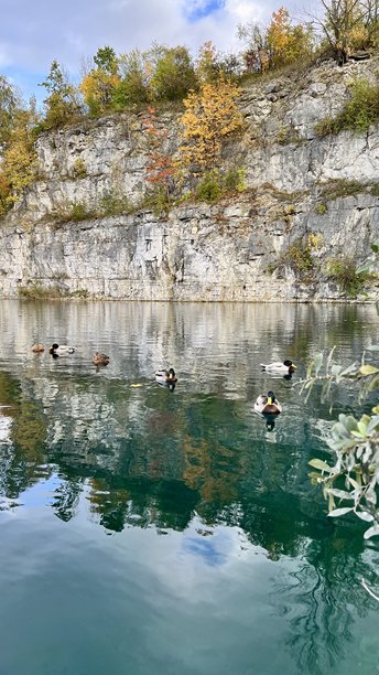 在蓝色山湖上游泳的鸭子，背景是岩石悬崖的垂直照片图片下载
