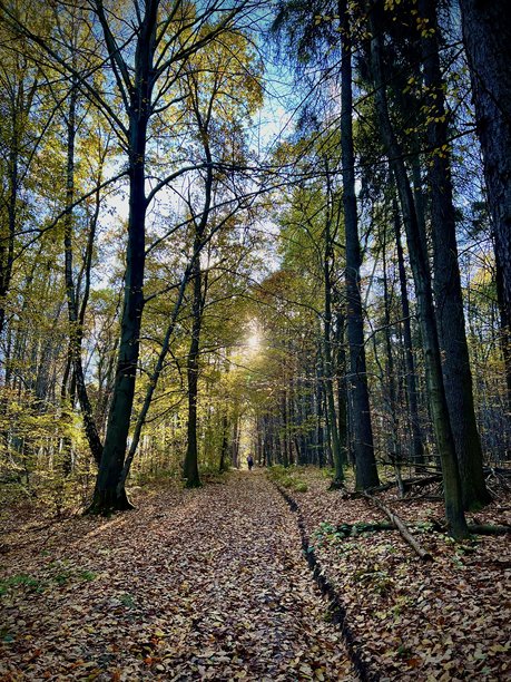 秋季初期日落时分的森林小路竖版照片图片下载
