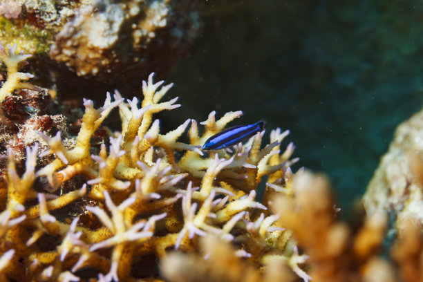 清洁鱼，深黑色和紫色的小鱼，藏在珊瑚中，珊瑚礁，水下照片，海洋生物图片下载