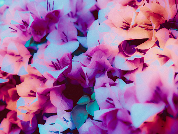 用于背景的抽象花卉艺术照片。图片下载