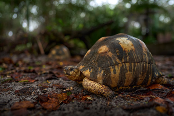 放射状陆龟，马达加斯加的阿卡宁棕榈园。大龟在自然栖息地，黑暗的热带森林中。马达加斯加野生动物。放射状陆龟广角镜头照片。图片下载