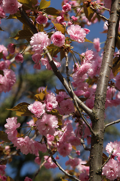 鲜艳粉色樱花树的特写照片图片下载
