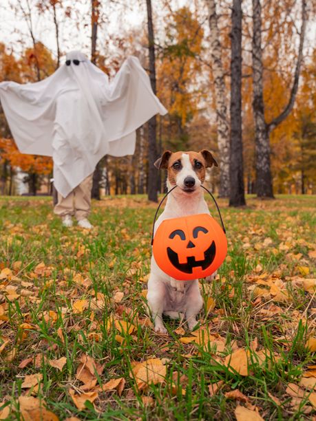 穿着白色床单的女人和杰克拉塞尔梗狗在秋季森林中拿着南瓜灯。万圣节服装。竖版照片。图片下载
