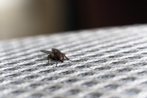 一张清晰的微距照片展示了一只苍蝇站在白色网格上，突出了它的红色眼睛和身体纹理。图片下载