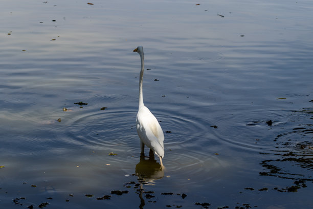 在巴西圣保罗州圣若泽杜斯坎普斯的罗伯托·布尔勒·马克斯城市公园拍摄的图片。图片下载