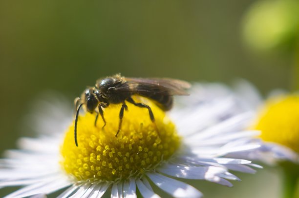 蜜蜂在蒲公英花上的特写照片，详细聚焦于蜜蜂的条纹、触角、眼睛和口器。背景为绿色植物，光线自然。图片下载