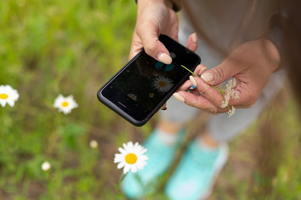 女孩在夏天拍摄雏菊的照片图片下载