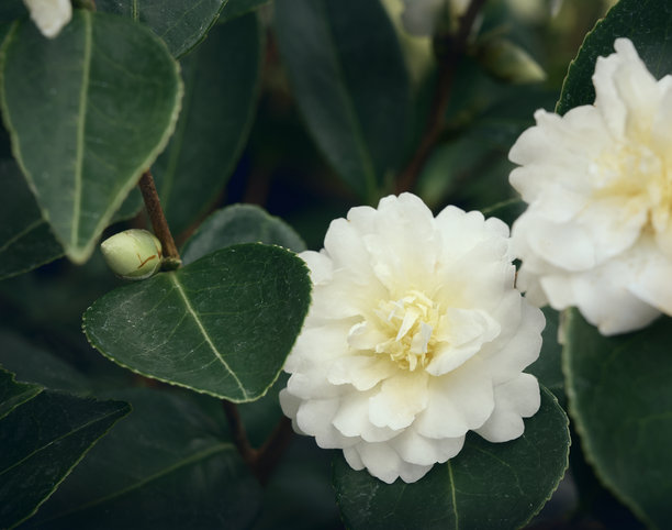 白色和奶油色的重瓣山茶花。春季花卉背景。图片下载