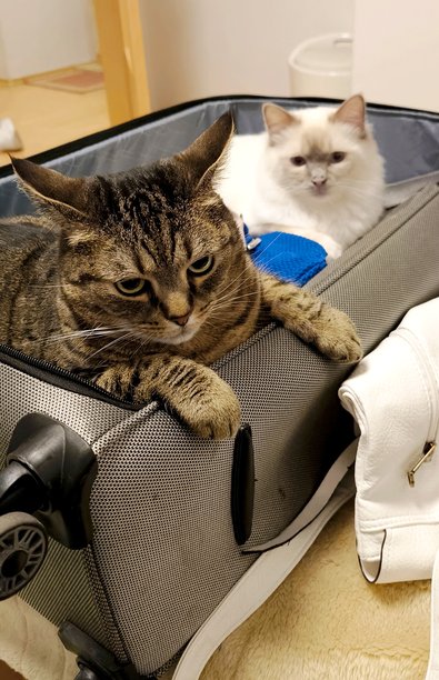 在照片中，两只猫，一只白色的和一只虎斑的，正坐在房间地板上的一个打开的行李箱里，准备出发旅行。图片下载