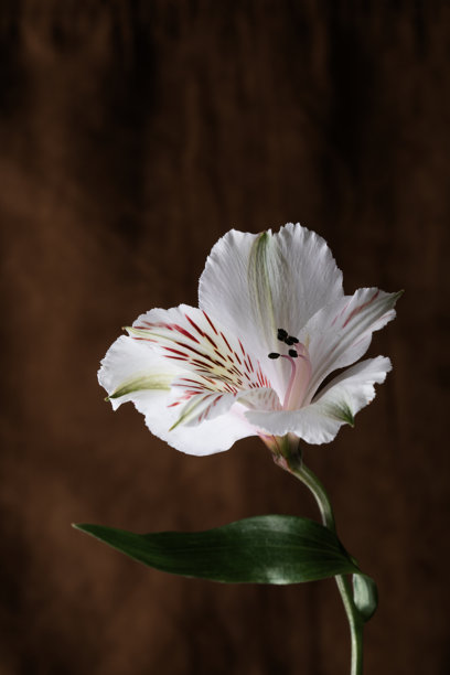 创意照片：白色百合花在深棕色墙壁前。宏观优雅的植物花蕾艺术排列。图片下载