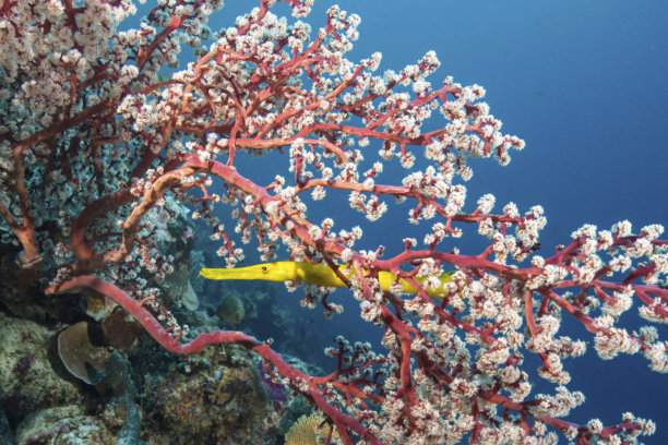 水下照片：一条黄色喇叭鱼藏在软珊瑚中图片下载