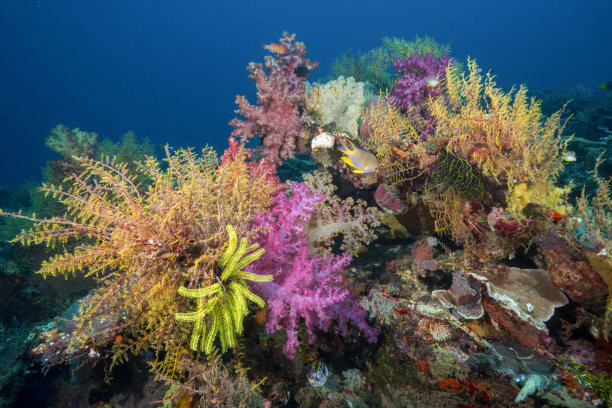 生动的水下珊瑚礁照片，充满了色彩斑斓的软珊瑚和海洋生物，捕捉了它们的自然栖息地。图片下载