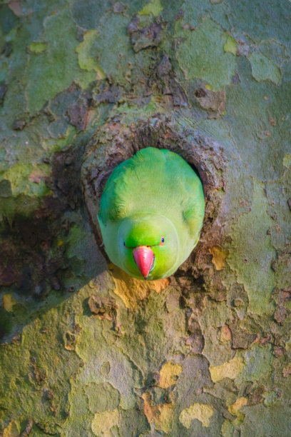 玫瑰环鹦鹉。栖息在树枝上的鸟。模糊的背景。野生动物。适合用作壁纸或背景的照片。图片下载
