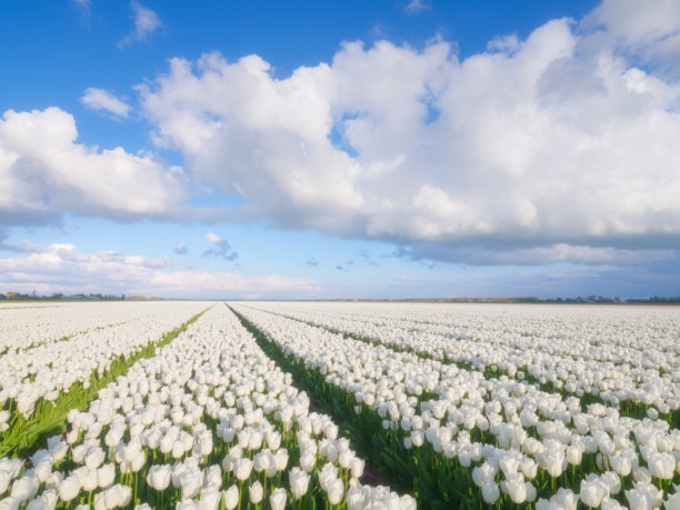 郁金香与云彩背景的天空。成排的田野。荷兰农业。盛花季节。自然。郁金香田。适合用作背景、壁纸、明信片的照片。图片下载
