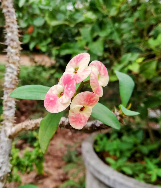 花园里一朵粉红色和白色花瓣的花的照片。图片下载