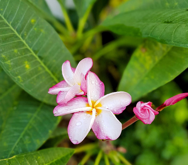 一张粉红色的花的照片，白色的花瓣和绿色的叶子。图片下载