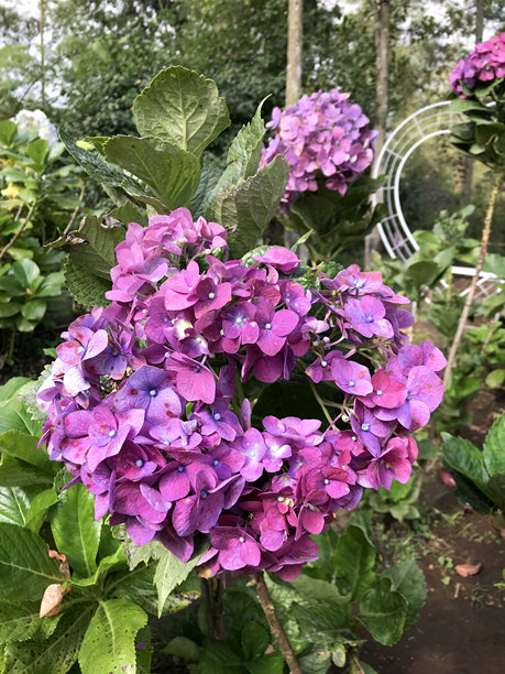 一个特写照片的各种颜色的蓝色，紫色和白色绣球花与模糊的背景。花卉摄影的重点是花瓣。图片下载