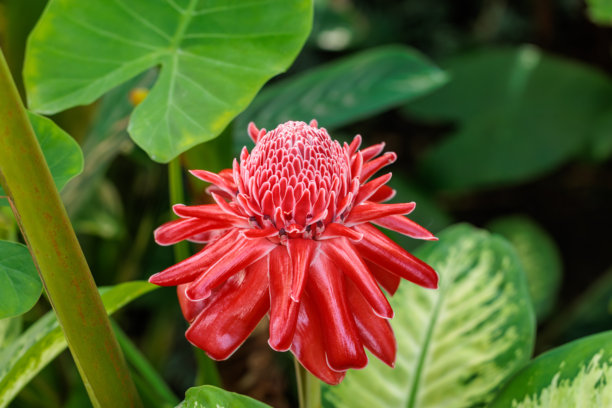 红色火焰姜花（Etlingera elatior）盛开的特写照片。图片下载