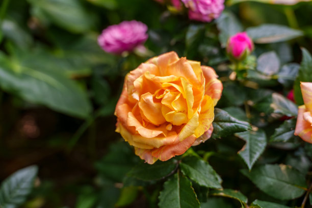 盛开的黄色玫瑰花特写照片图片下载