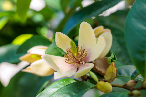 米黄色的木兰花（Figo）盛开的特写照片图片下载