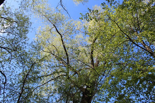 春天的树有绿色的叶子和蓝色的天空和太阳，特写照片从下面图片下载