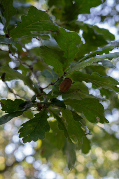 照片展示了一根橡树枝的特写，枝上有绿色的叶子和一个附着的橡果。背景柔和模糊，自然光透过，营造出宁静的氛围。图片下载