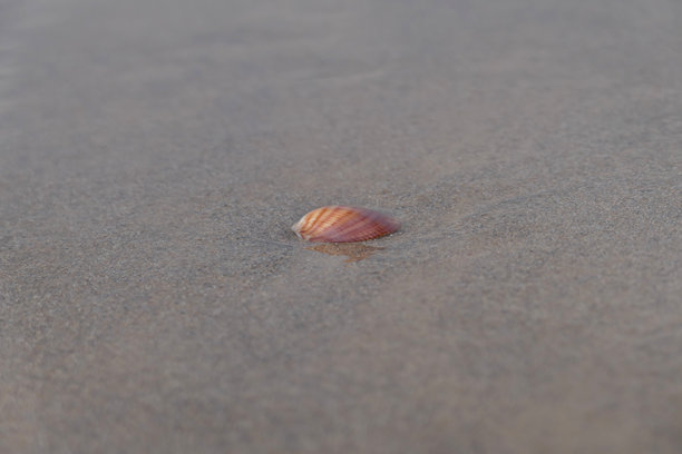 沙滩上的海贝壳，特写照片图片下载