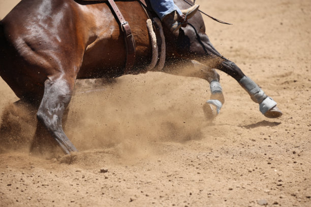马匹动态摄影。马匹奔跑和踢起尘土的特写照片。图片下载