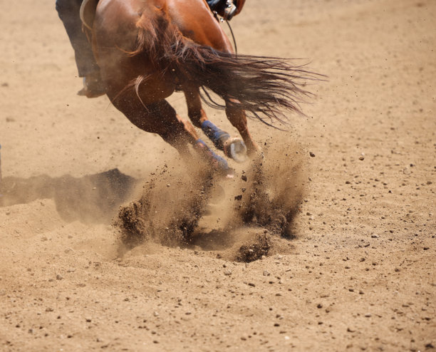 马匹动态摄影。马匹奔跑和踢起尘土的特写照片。图片下载