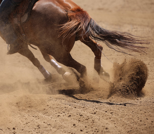 马匹动态摄影。马匹奔跑和踢起尘土的特写照片。图片下载