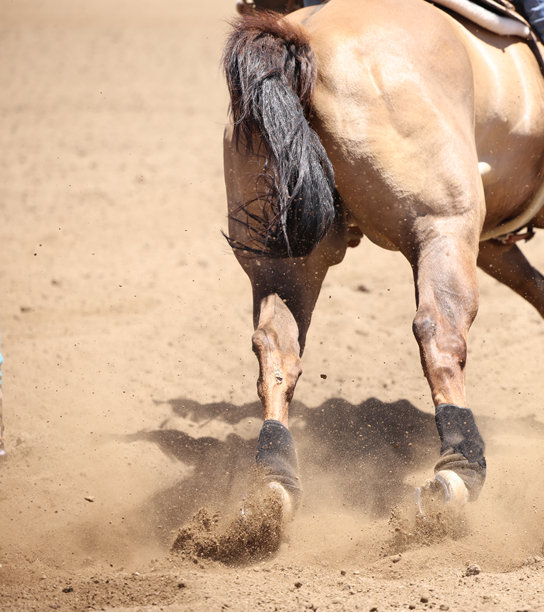 马匹动态摄影。马匹奔跑和踢起尘土的特写照片。图片下载