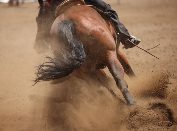 马匹动态摄影。马匹奔跑和踢起尘土的特写照片。图片下载