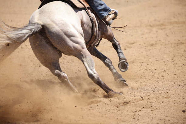 马匹动态摄影。马匹奔跑和踢起尘土的特写照片。图片下载