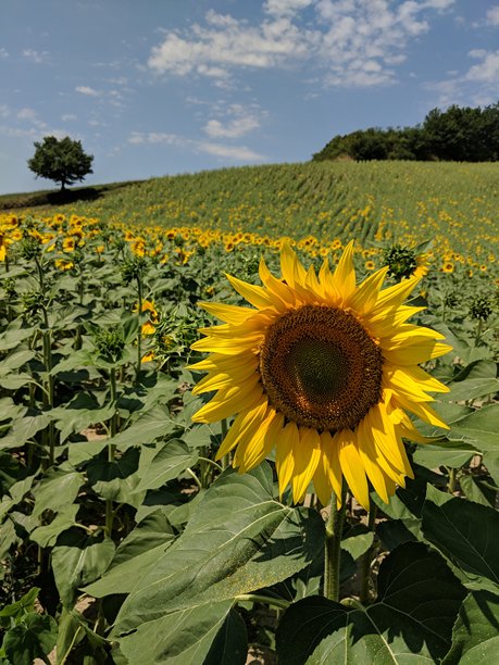 七月拍摄的风景照片，展示了一片向日葵田，特写镜头捕捉到一朵盛开的向日葵头高高耸立在其他花朵之上，远处有一棵树，地点位于意大利托斯卡纳的卡斯特尔弗兰科·皮安迪斯科。图片下载