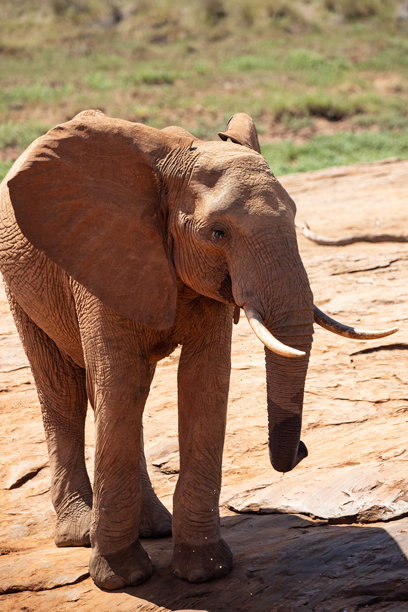 肯尼亚的大象。马赛马拉国家公园和塔斯沃国家公园的野生动物园之旅。野外的红色大象。来自非洲的美丽旅行照片。图片下载
