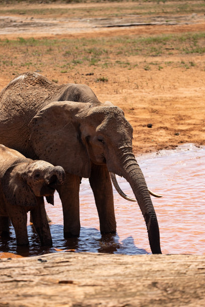 肯尼亚的大象。马赛马拉国家公园和塔瓦国家公园的野生动物园。野外的红色大象。来自非洲的美丽旅行照片。图片下载