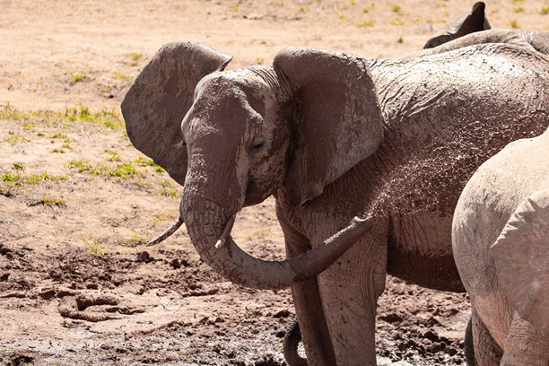 肯尼亚的大象。马赛马拉和察沃国家公园的野生动物园之旅。野外的红色大象。来自非洲的美丽旅行照片。图片下载