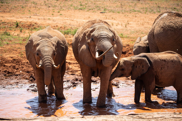 肯尼亚的大象。马赛马拉国家公园和塔瓦国家公园的野生动物园。野外的红色大象。来自非洲的美丽旅行照片。图片下载