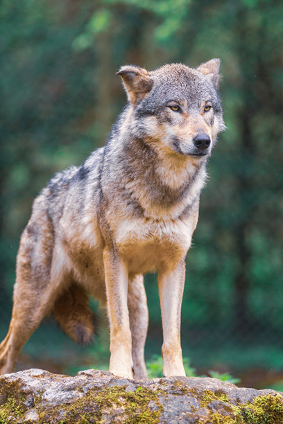 一张灰狼在森林中向左看的竖版照片图片下载