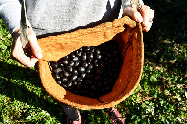 女人在葡萄园采摘葡萄，数字照片作为背景图片下载