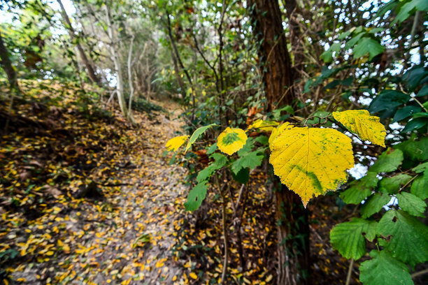 秋天森林中的落叶，数字照片作为背景图片下载