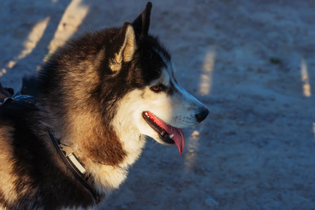 哈士奇犬的肖像。狗的脸部照片，露出牙齿。图片下载